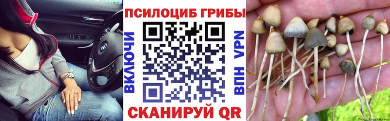 Псилоцибиновые грибы Psilocybine cubensis Курлово
